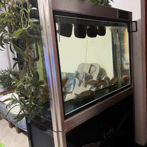 魚缸 贈送